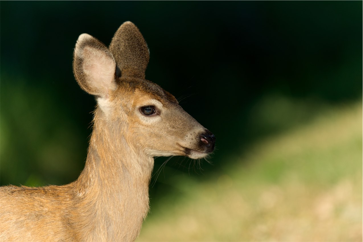 Deer 10 0909